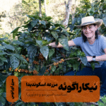 قهوه تخصصی نیکاراگوئه لااسکوندیدا