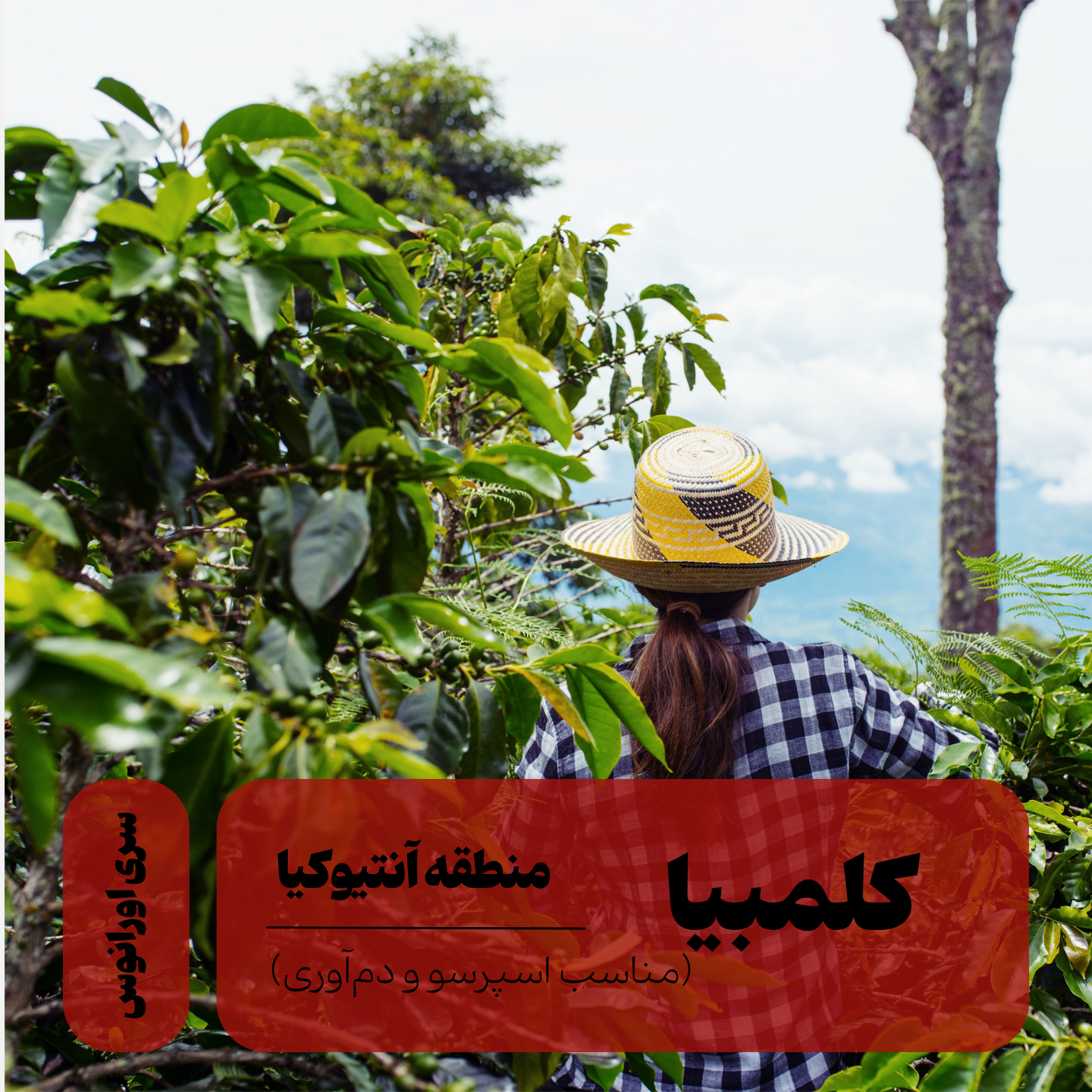 COLOMBIA قهوه تخصصی کلمبیا آنتیوکیا - Image 1